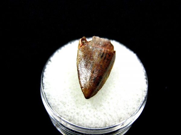 Rutiodon Reptile Tooth #8 - Image 2