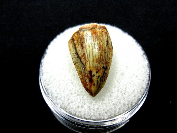 Rutiodon Reptile Tooth #9