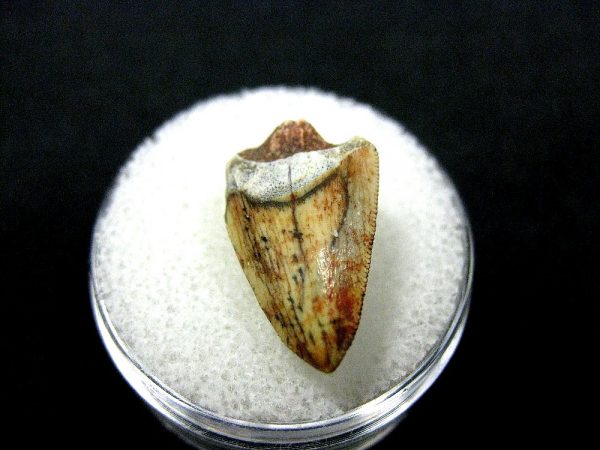 Rutiodon Reptile Tooth #9 - Image 2