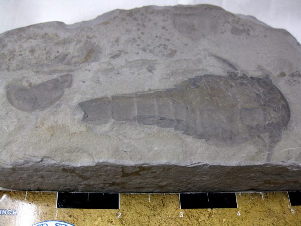 New York Eurypterid (Sea Scorpion) #4 - Image 2