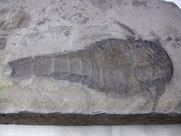 New York Eurypterid (Sea Scorpion) #4 - Image 4