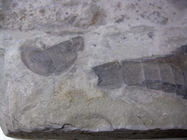 New York Eurypterid (Sea Scorpion) #4 - Image 3