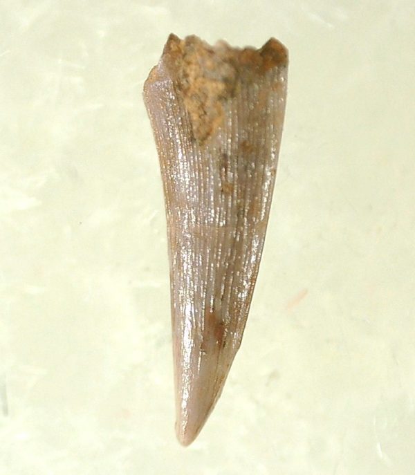 Genuine Triassic Age Pterosaur Tooth Fossil for Sale from New Mexico #11