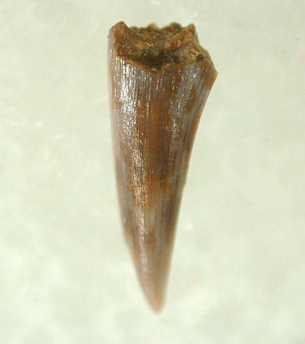 Genuine Triassic Age Pterosaur Tooth Fossil for Sale from New Mexico #11a