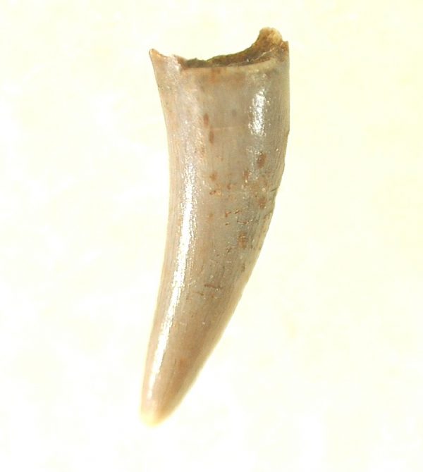 Genuine Triassic Age Pterosaur Tooth Fossil for Sale from New Mexico #13a