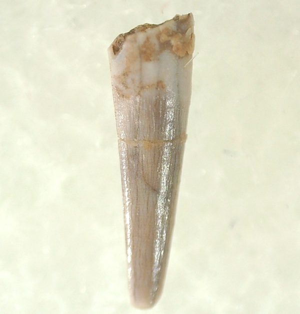 Genuine Triassic Age Pterosaur Tooth Fossil for Sale from New Mexico #14