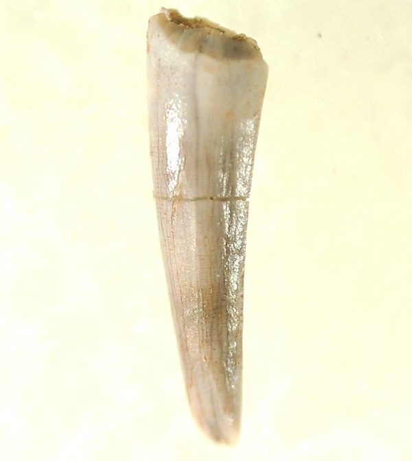 Genuine Triassic Age Pterosaur Tooth Fossil for Sale from New Mexico #14a