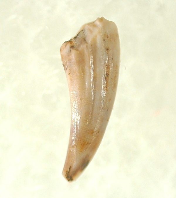 Genuine Triassic Age Pterosaur Tooth Fossil for Sale from New Mexico #15a