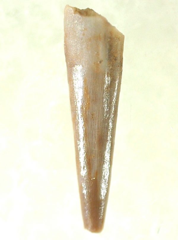 Genuine Triassic Age Pterosaur Tooth Fossil for Sale from New Mexico #16