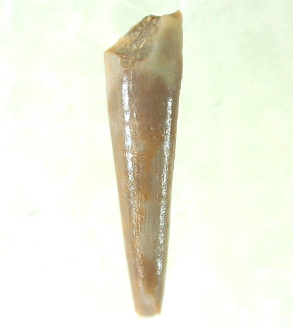 Genuine Triassic Age Pterosaur Tooth Fossil for Sale from New Mexico #16a