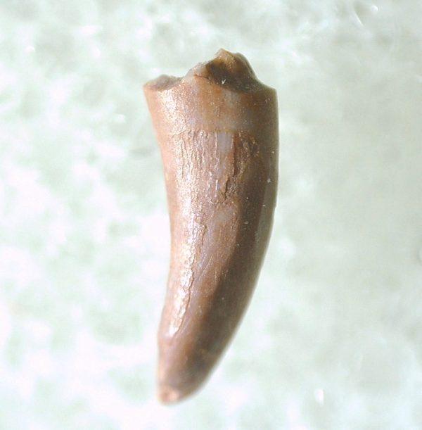 Genuine Triassic Age Pterosaur Tooth Fossil for Sale from New Mexico #4