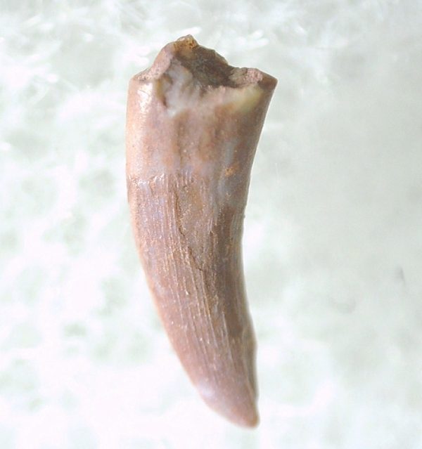 Genuine Triassic Age Pterosaur Tooth Fossil for Sale from New Mexico #4a