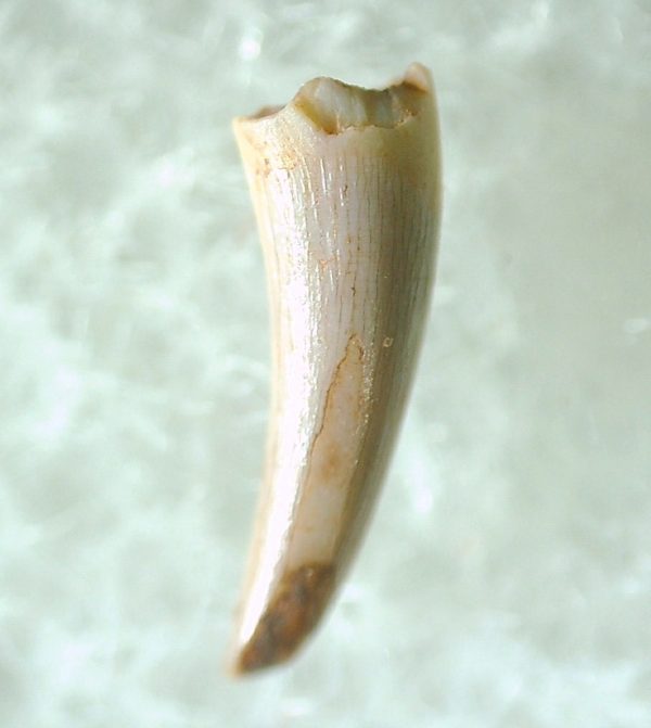 Genuine Triassic Age Pterosaur Tooth Fossil for Sale from New Mexico #5