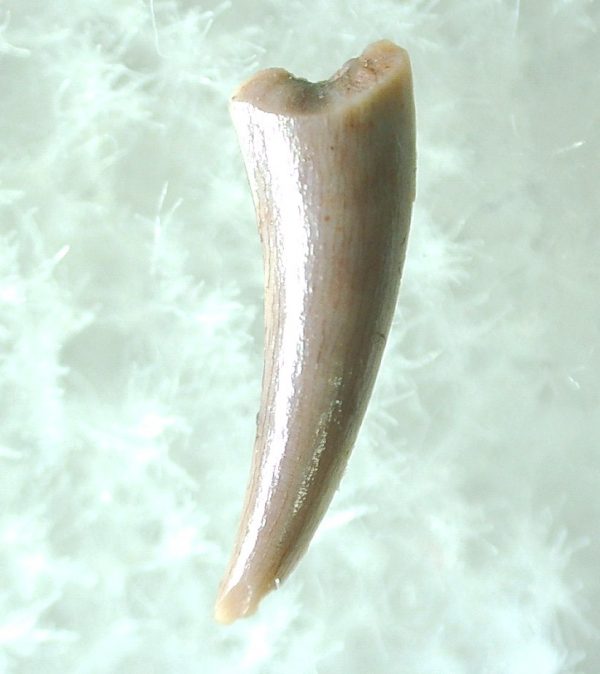 Genuine Triassic Age Pterosaur Tooth Fossil for Sale from New Mexico #6a