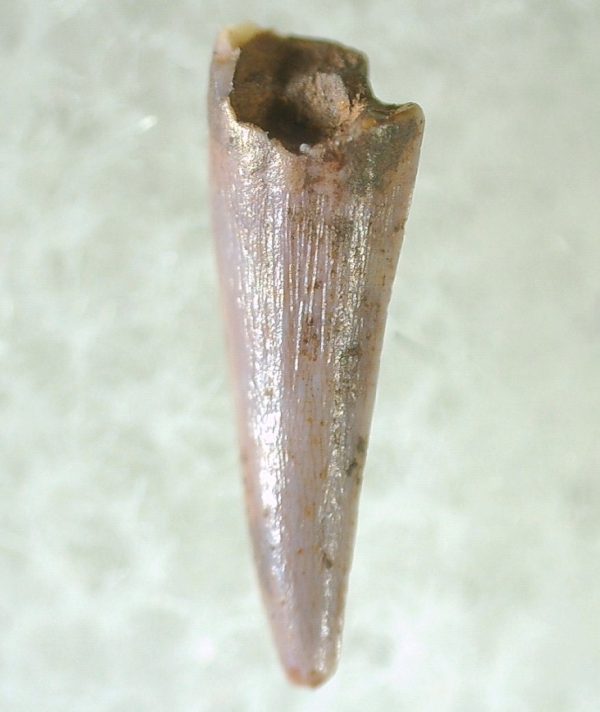 Genuine Triassic Age Pterosaur Tooth Fossil for Sale from New Mexico #9