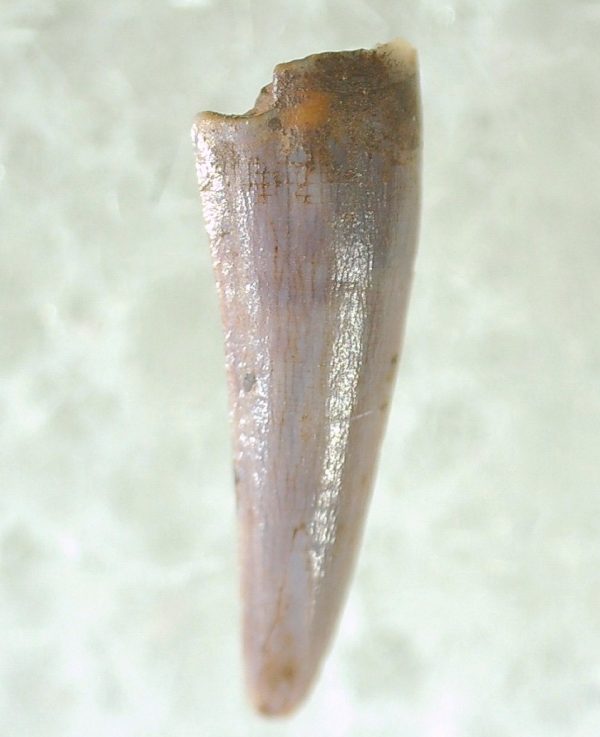 Genuine Triassic Age Pterosaur Tooth Fossil for Sale from New Mexico #9a