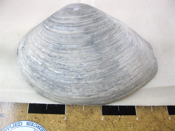 North Carolina Bivalve #1