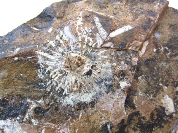 North Dakota Paleocene Fruit or Seed #18 - Image 2