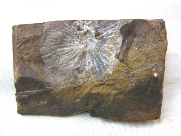 North Dakota Paleocene Fruit or Seed #22