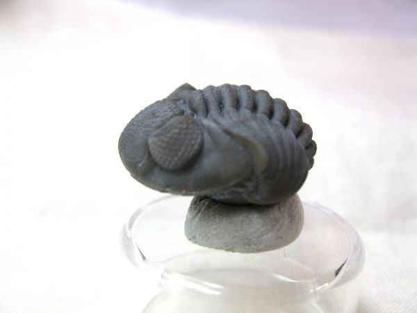 Phacops Rana Trilobite #3 - Image 2