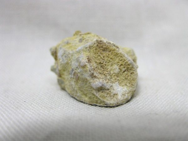 Solenopora compacta Sponge #1