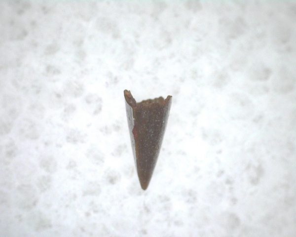 Archeria Amphibian Tooth #10 - Image 3