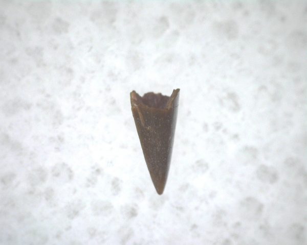 Archeria Amphibian Tooth #10 - Image 2