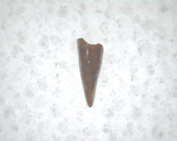 Archeria Amphibian Tooth #4 - Image 3