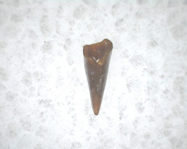 Archeria Amphibian Tooth #4 - Image 2