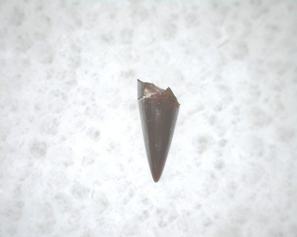 Archeria Amphibian Tooth #5 - Image 2