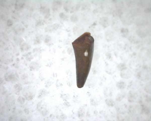 Archeria Amphibian Tooth #6 - Image 3