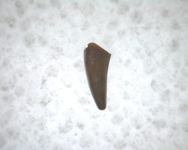 Archeria Amphibian Tooth #6 - Image 2