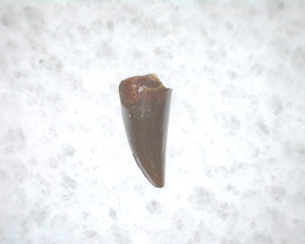 Archeria Amphibian Tooth #8 - Image 3