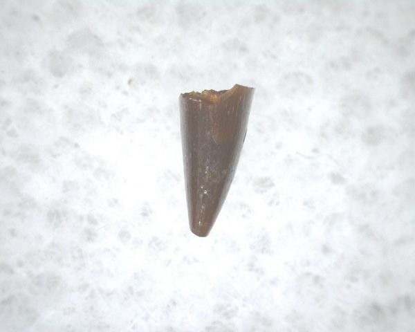 Archeria Amphibian Tooth #8 - Image 2