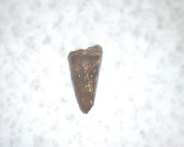 Archeria Amphibian Tooth #9 - Image 3