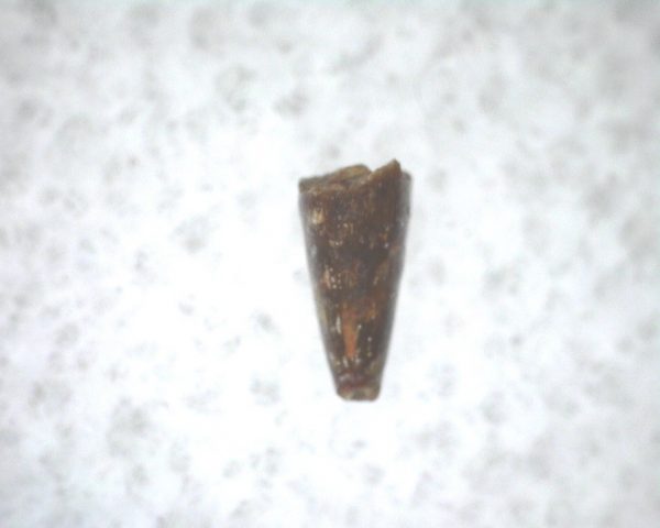 Archeria Amphibian Tooth #9 - Image 2