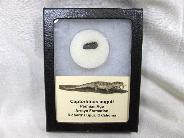 Captorhinus auguti Jaw #10