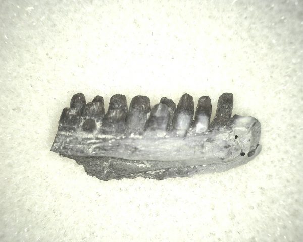 Captorhinus auguti Jaw #10 - Image 3