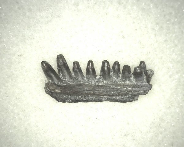 Captorhinus auguti Jaw #8 - Image 3