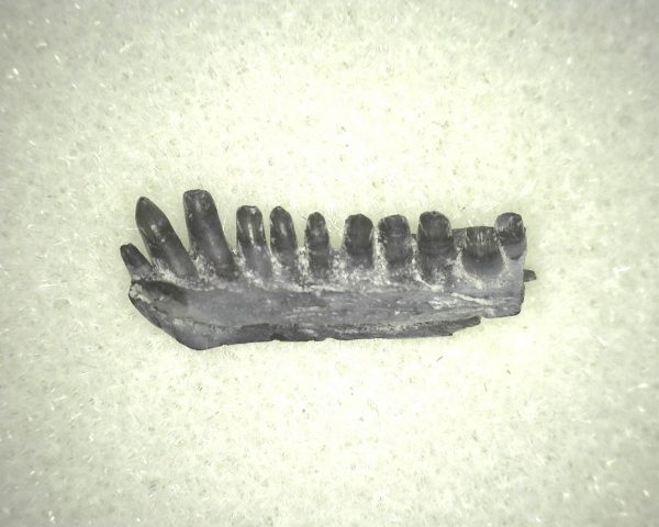 Captorhinus auguti Jaw #9 - Image 3