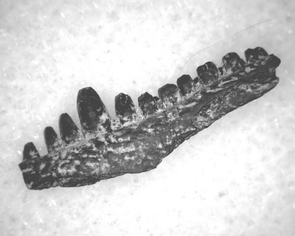 Captorhinus auguti Jaw #22 - Image 2