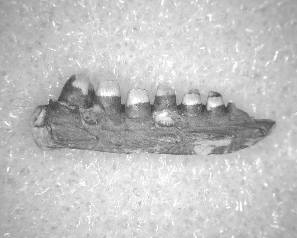 Captorhinus auguti Jaw #31 - Image 2