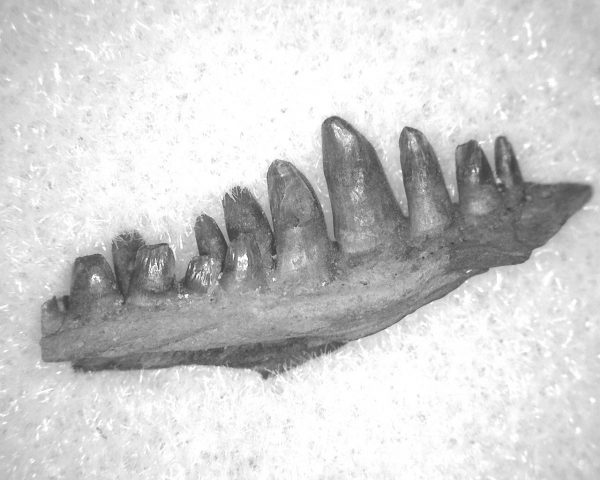 Captorhinus auguti Jaw #32 - Image 2