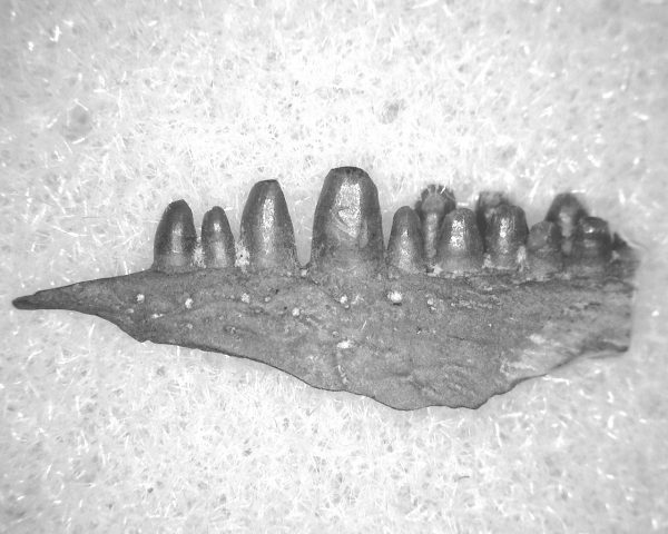 Captorhinus auguti Jaw #33 - Image 2