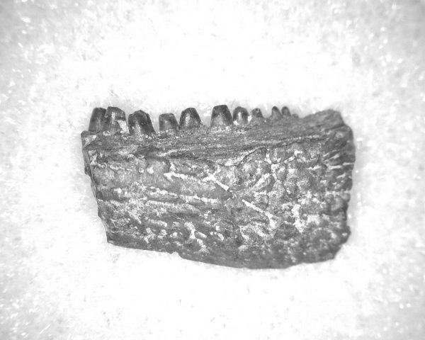 Captorhinus auguti Jaw #35 - Image 2