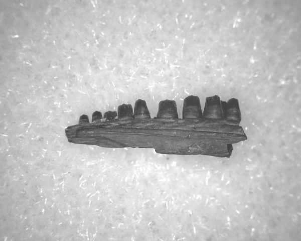 Captorhinus auguti Jaw #36 - Image 2