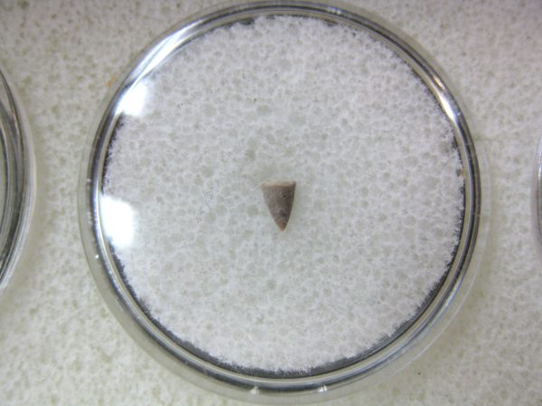 Permian Colobomycter Tooth #3