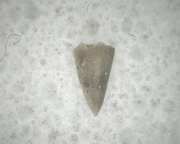 Permian Colobomycter Tooth #3 - Image 2