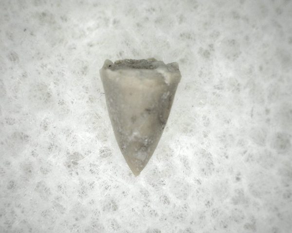 Permian Colobomycter Tooth #3 - Image 3