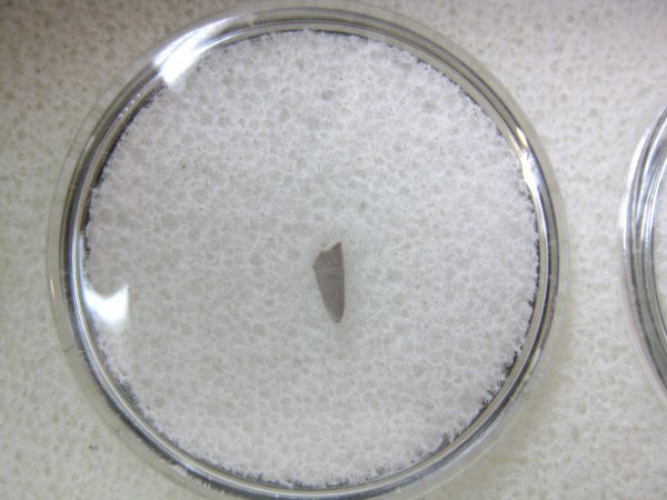 Permian Colobomycter Tooth #4